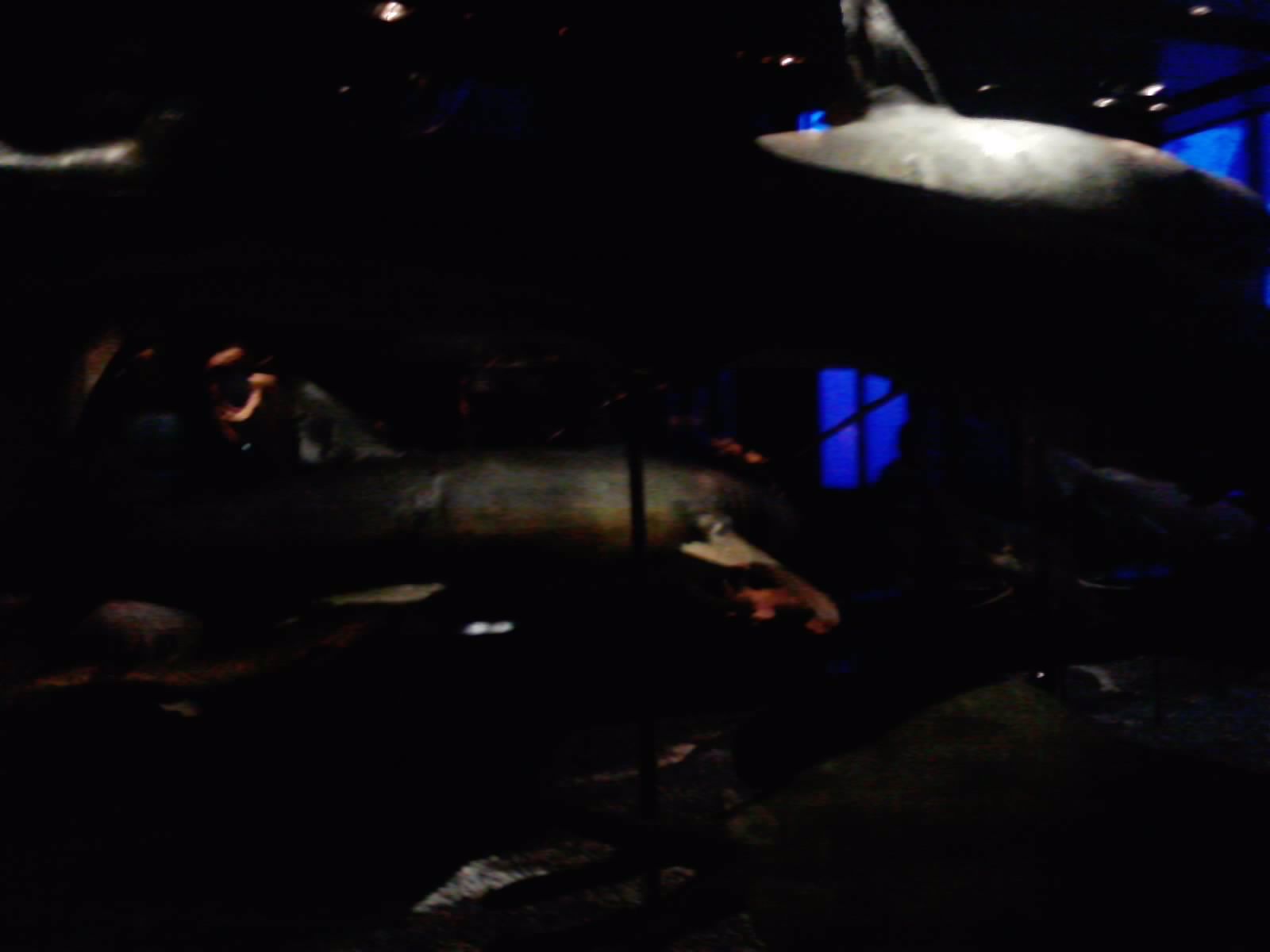 P300911_10.31